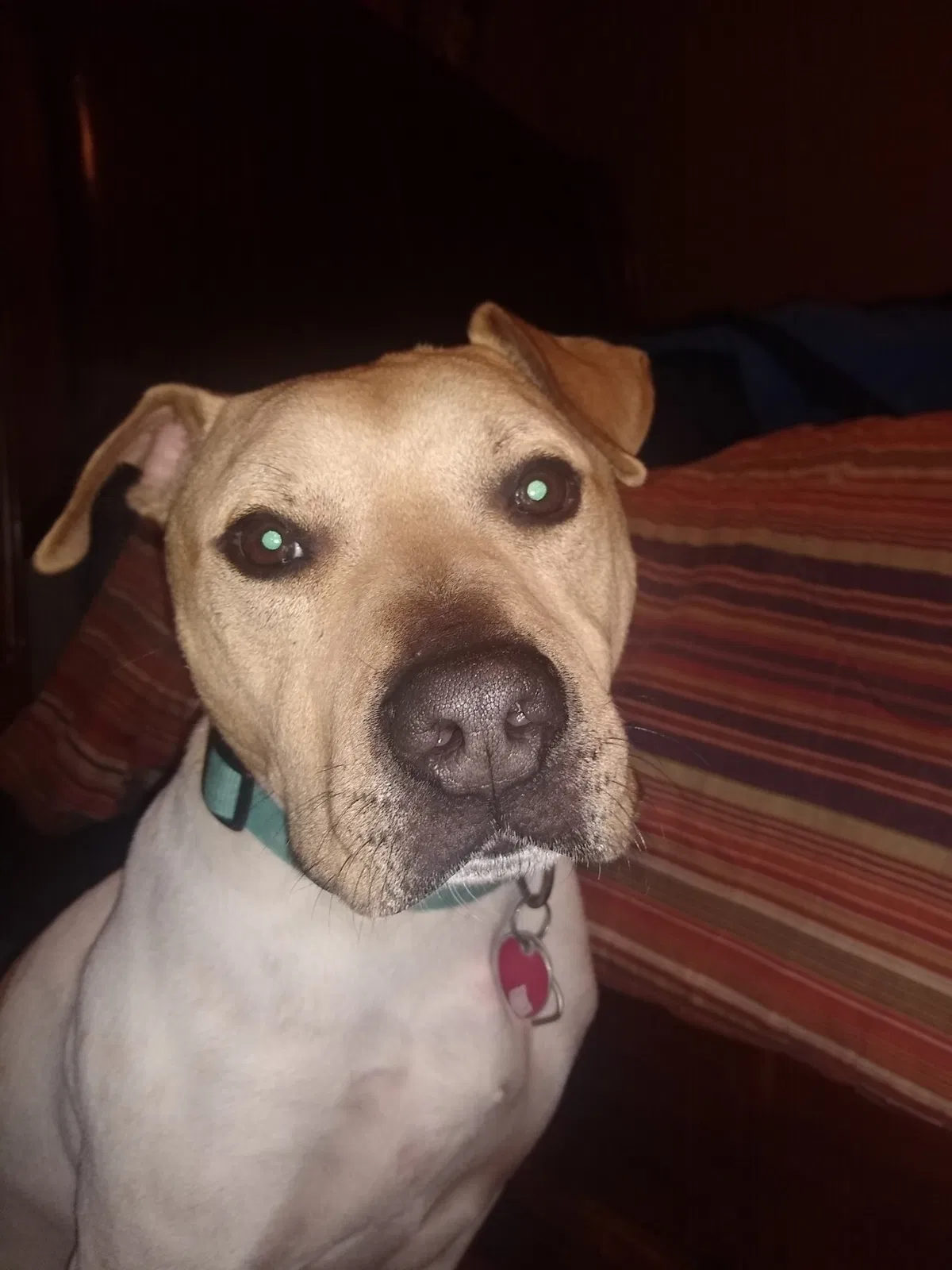 Lost dog in Walls, MS, 38680