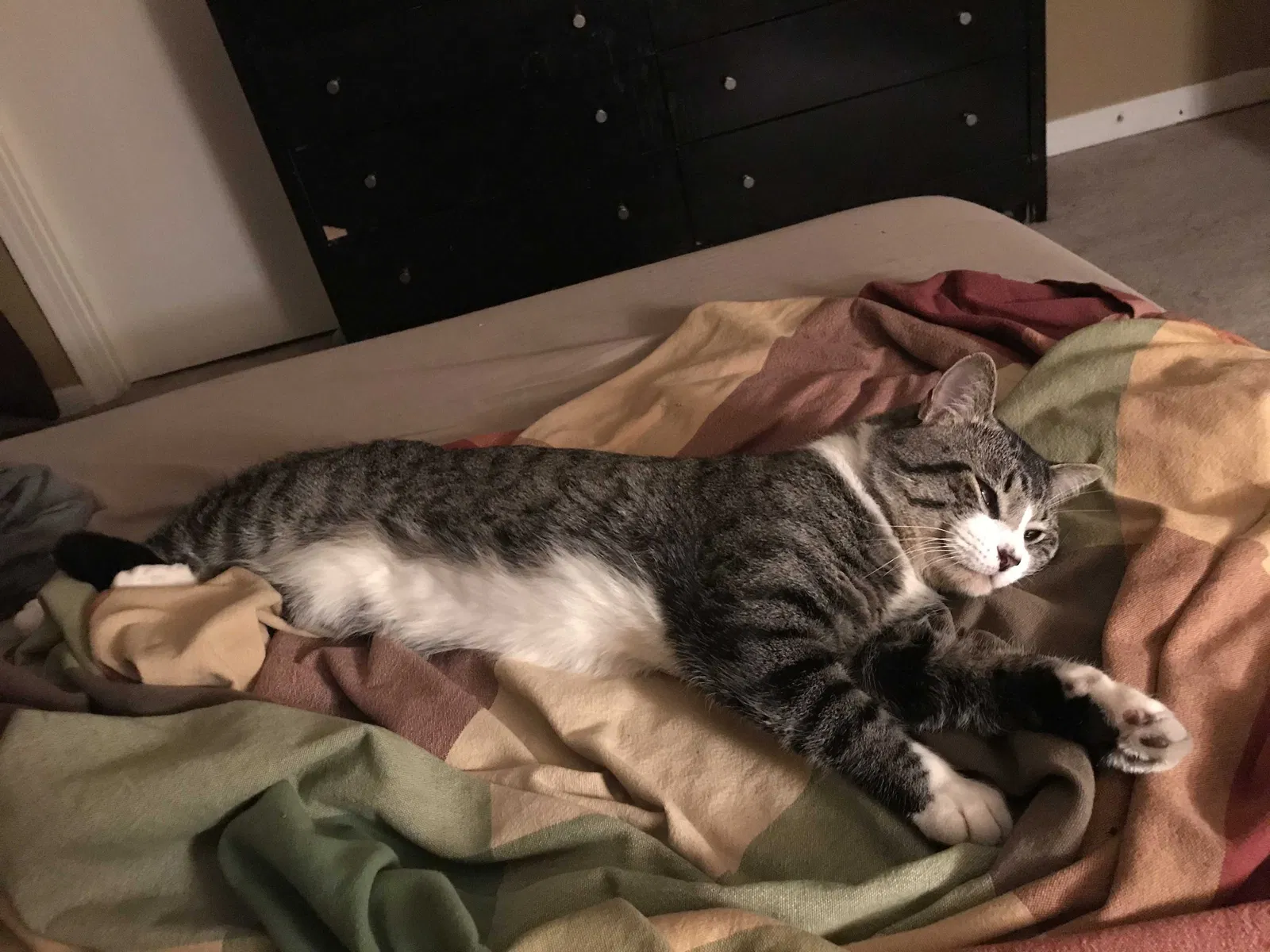 Lost cat in Baton Rouge, LA, 70816