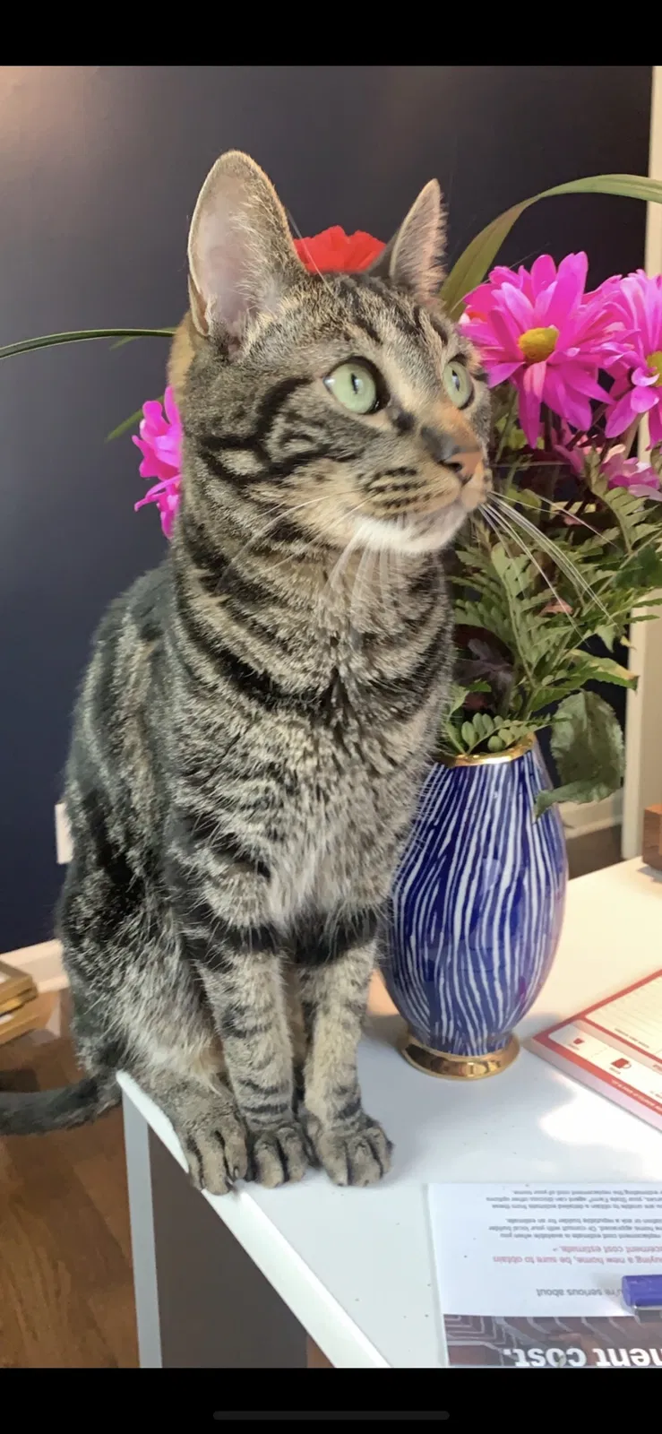Lost cat in Prairie Village, KS, 66208
