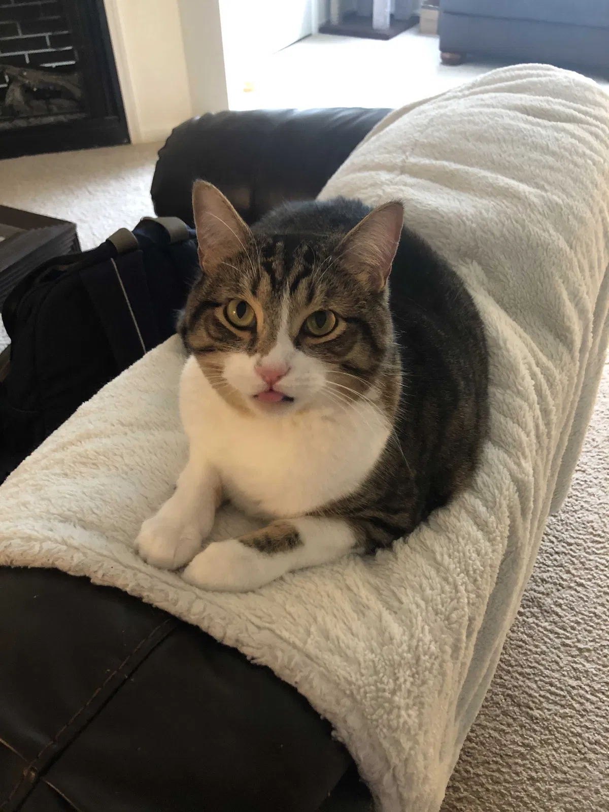 Lost cat in Raleigh, NC, 27606