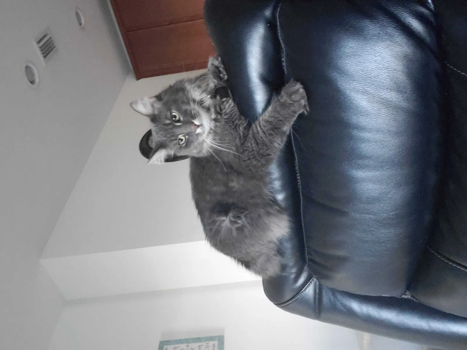 Lost cat in Davenport, FL, 33837