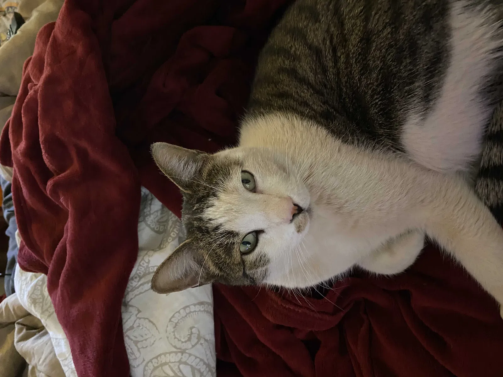 Lost cat in Albuquerque, NM, 87112