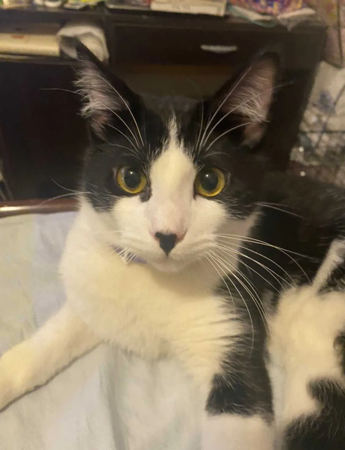 Lost cat in Sacramento, CA, 95828