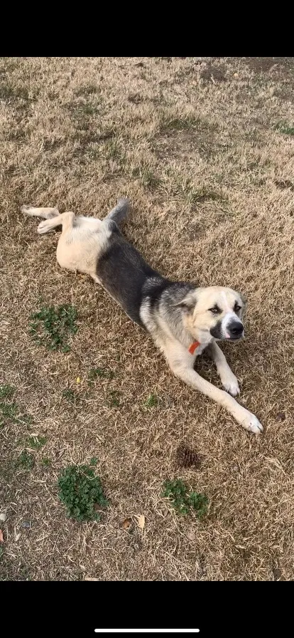 Lost dog in Brentwood, CA, 94513