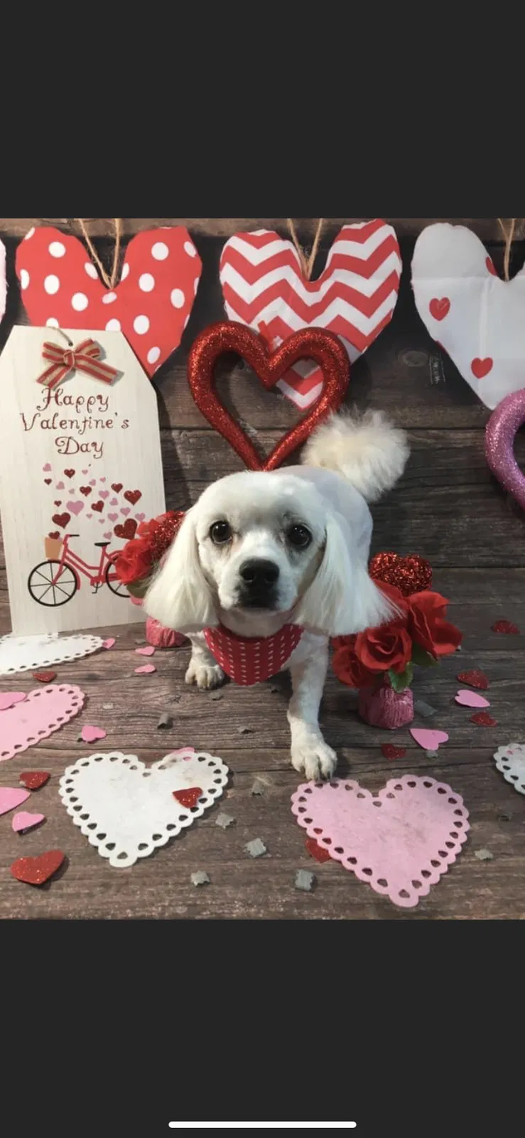 Lost dog in El Reno, OK, 73036