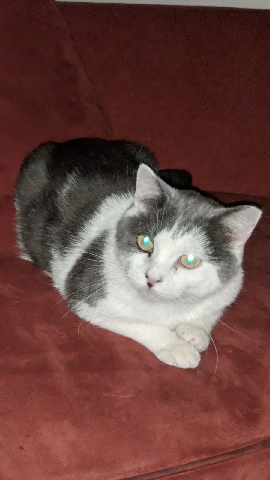 Lost cat in Antioch, TN, 37013