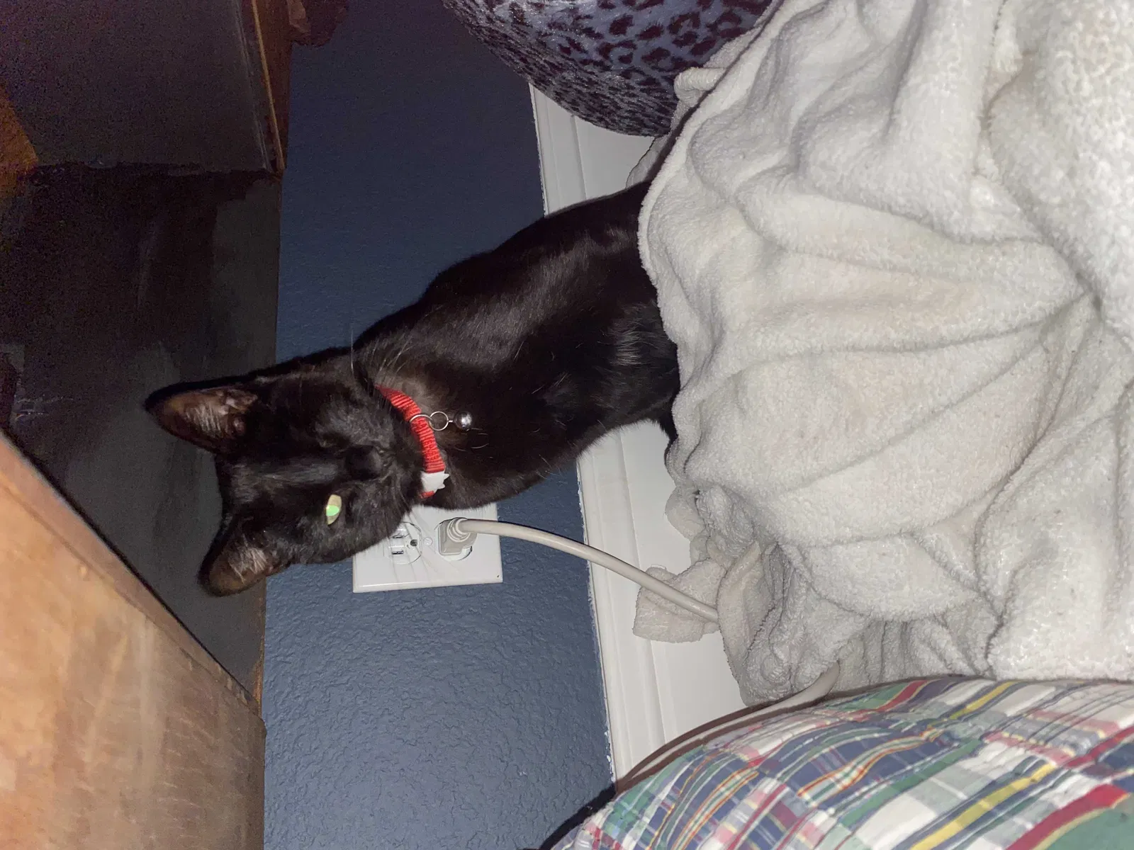 Lost cat in Morgan Hill, CA, 95037
