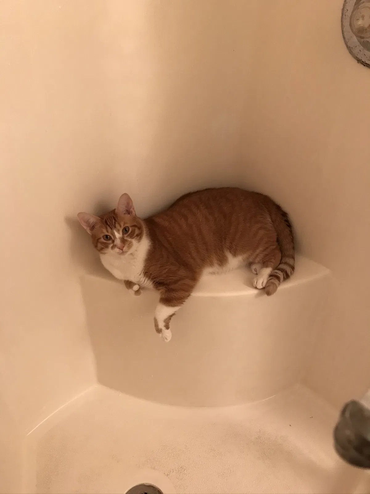 Lost cat in Danville, IN, 46122