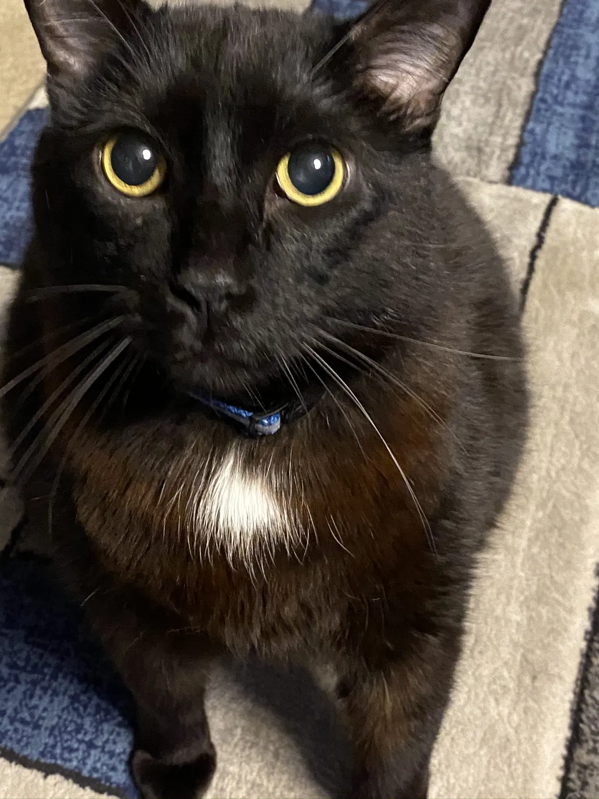 Lost cat in Bridgeton, MO, 63044