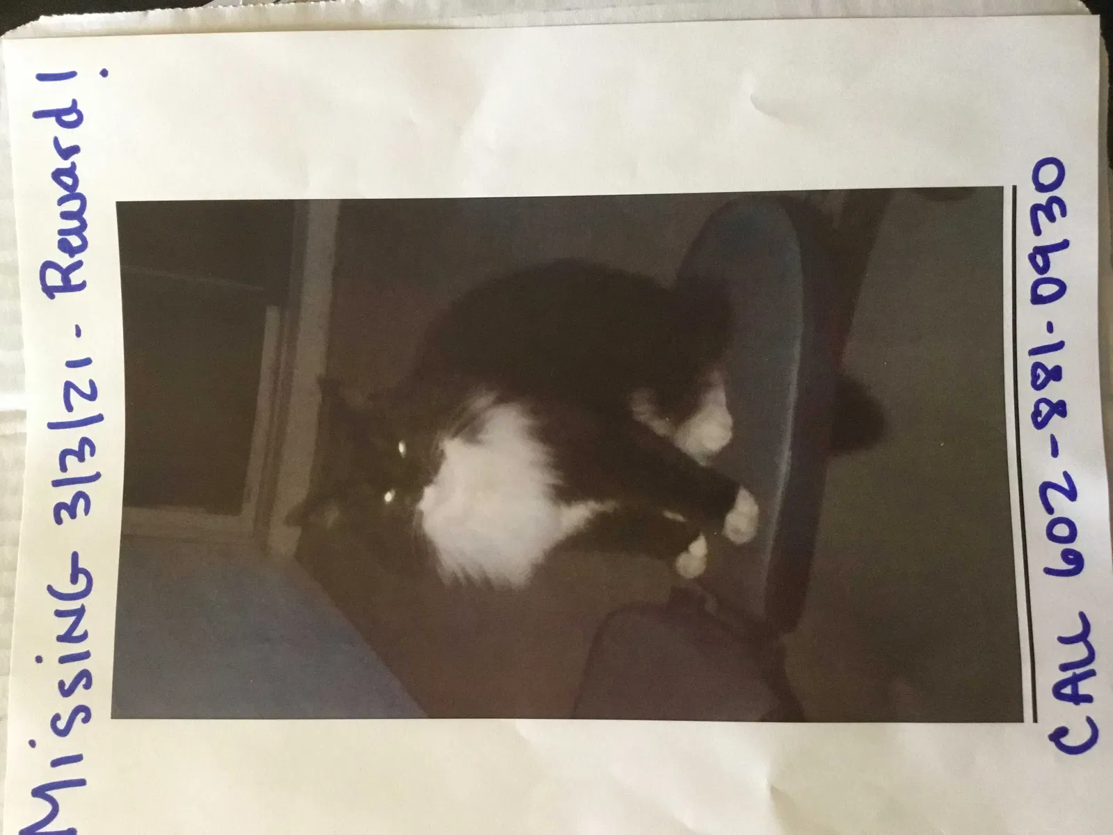 Lost cat in Mesa, AZ, 85210