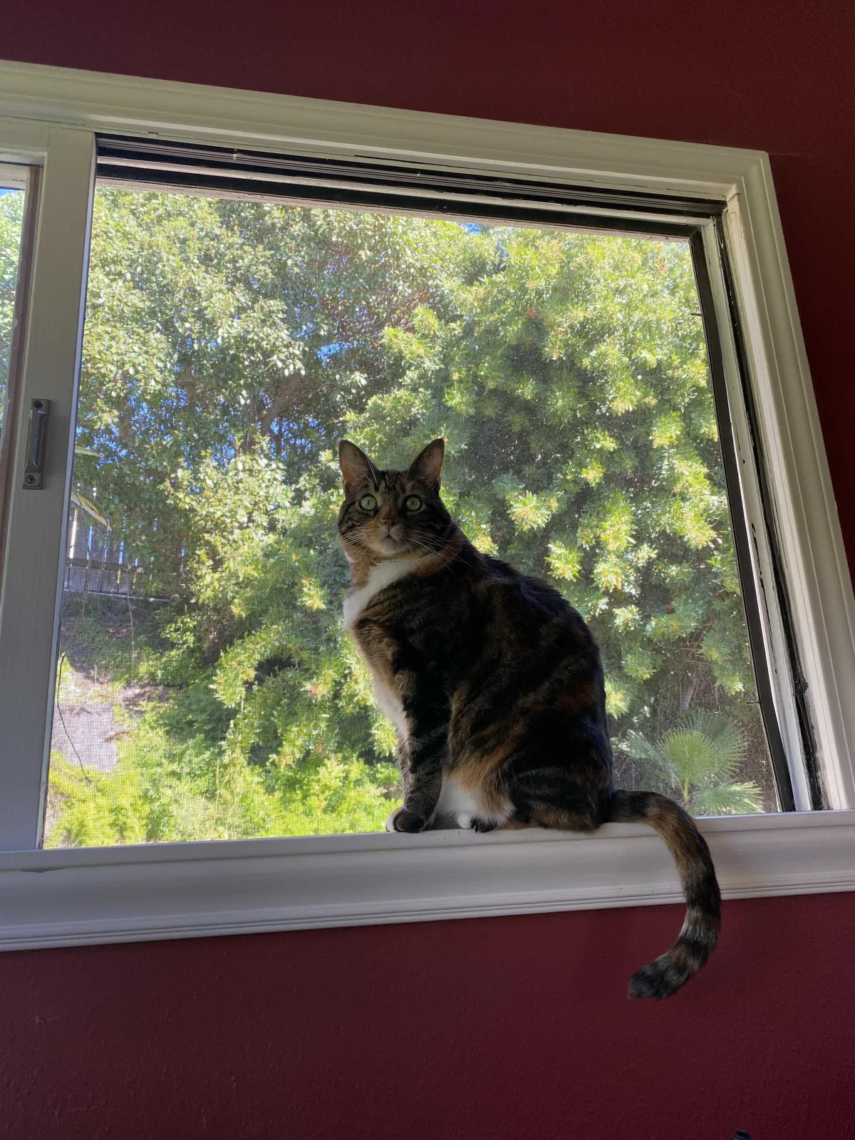 Lost cat in Carlsbad, CA, 92008