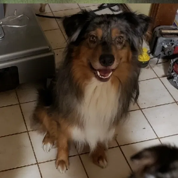 Lost dog in Lubbock, TX, 79423