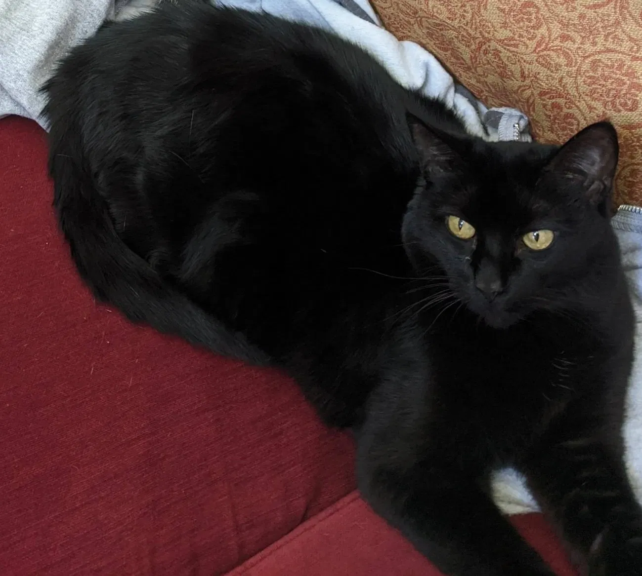 Lost cat in Katy, TX, 77494