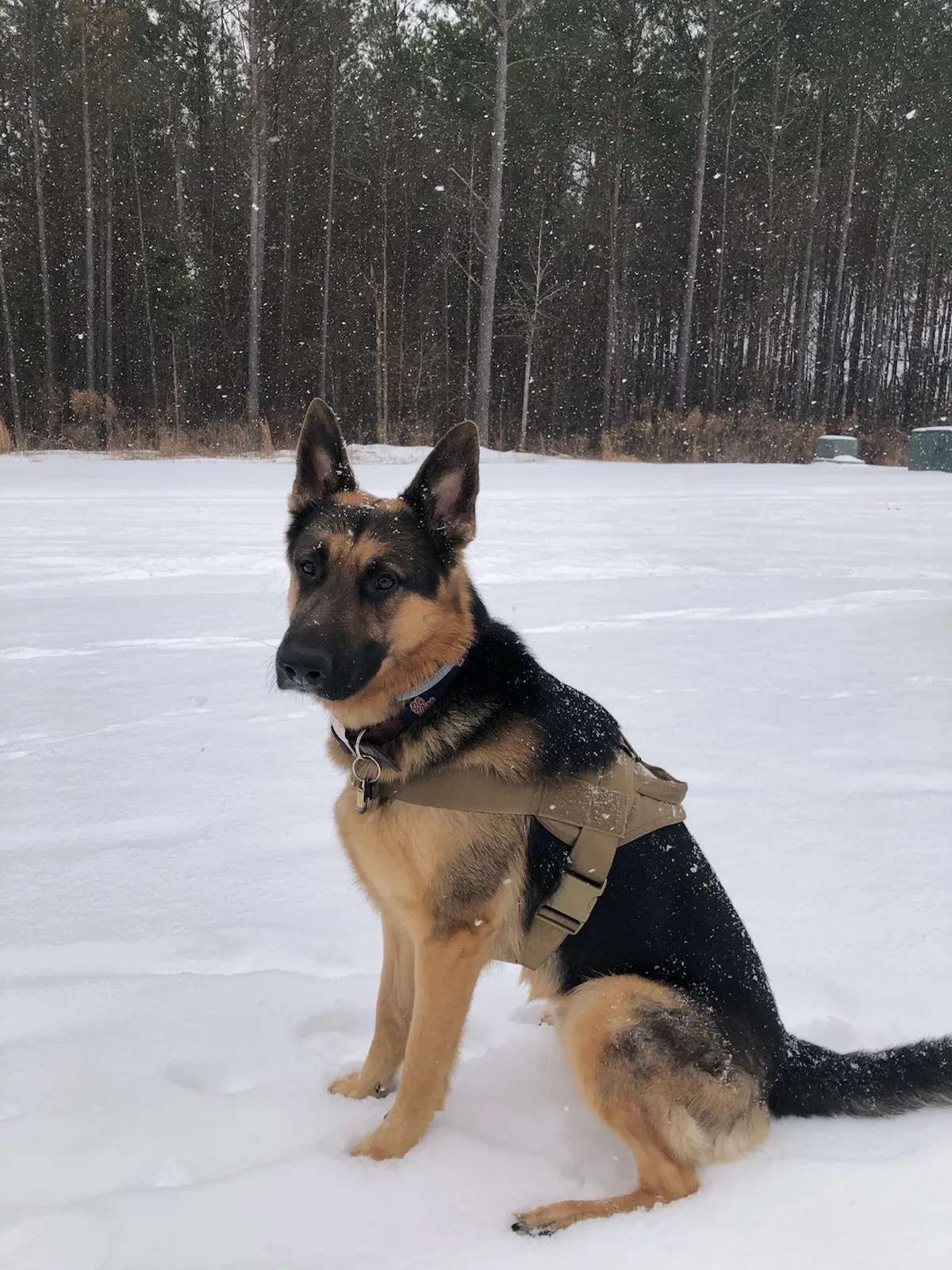 Lost dog in Oxford, MS, 38655