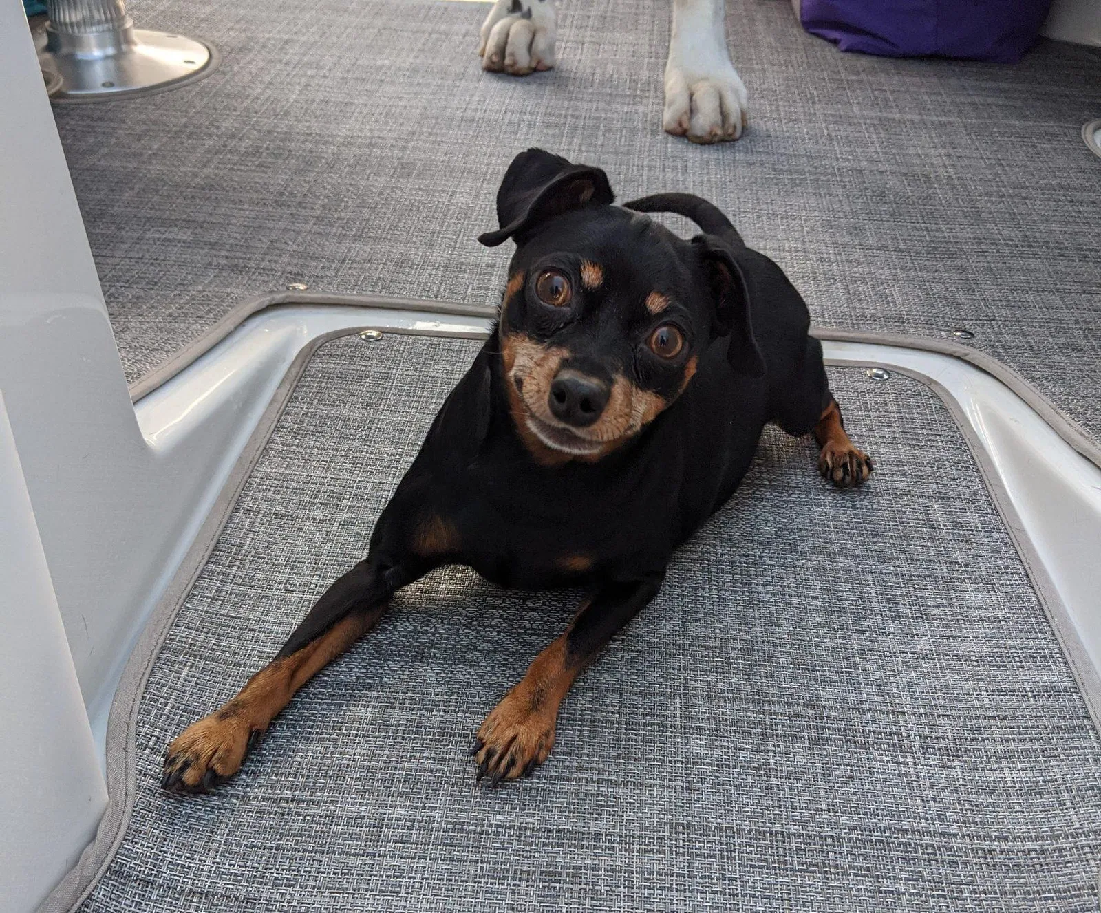 Lost dog in Bondurant, IA, 50035