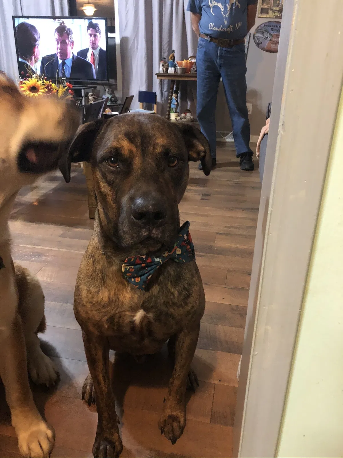 Lost dog in Advance, NC, 27006