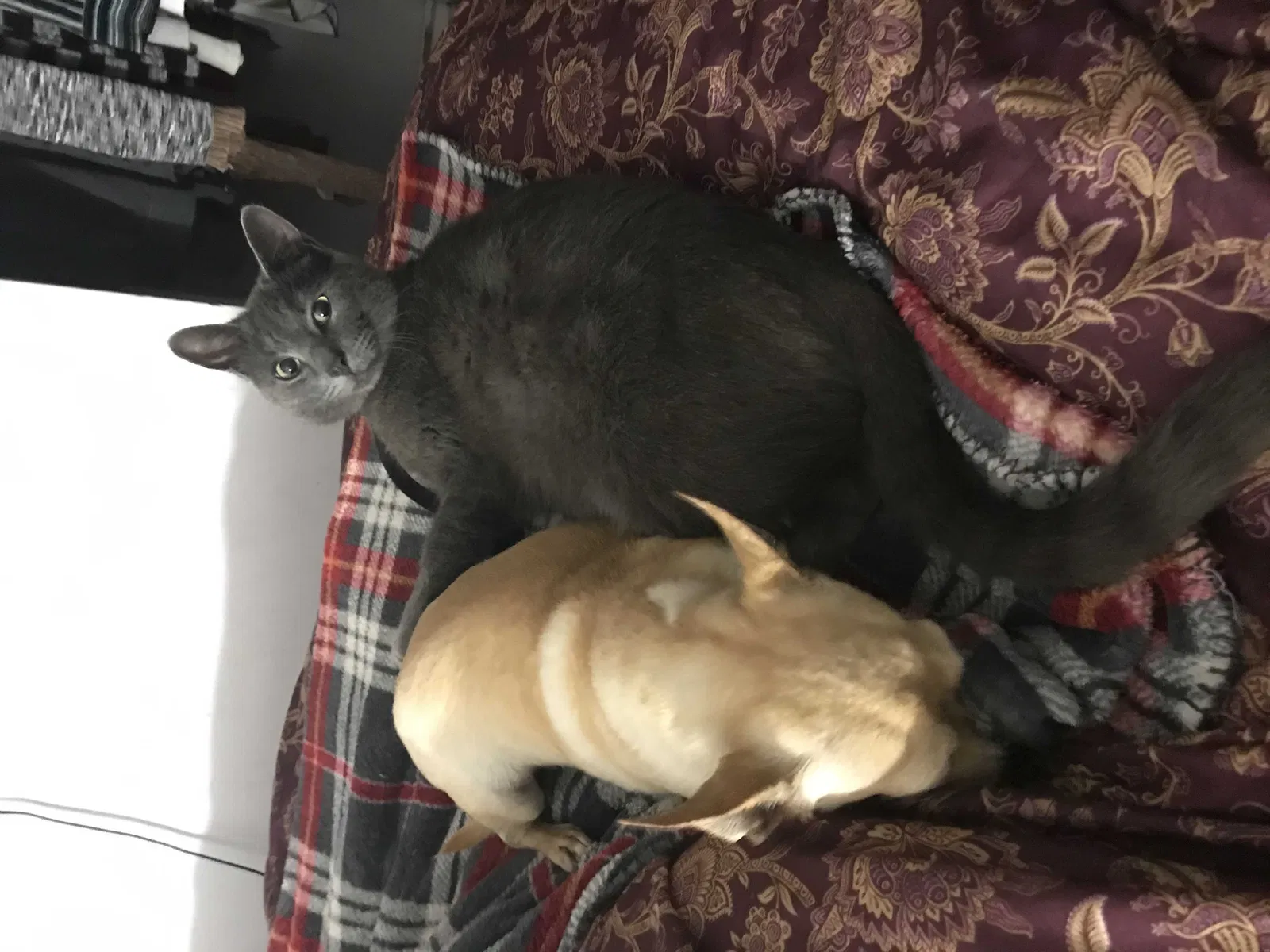 Lost cat in Monterey Park, CA, 91755