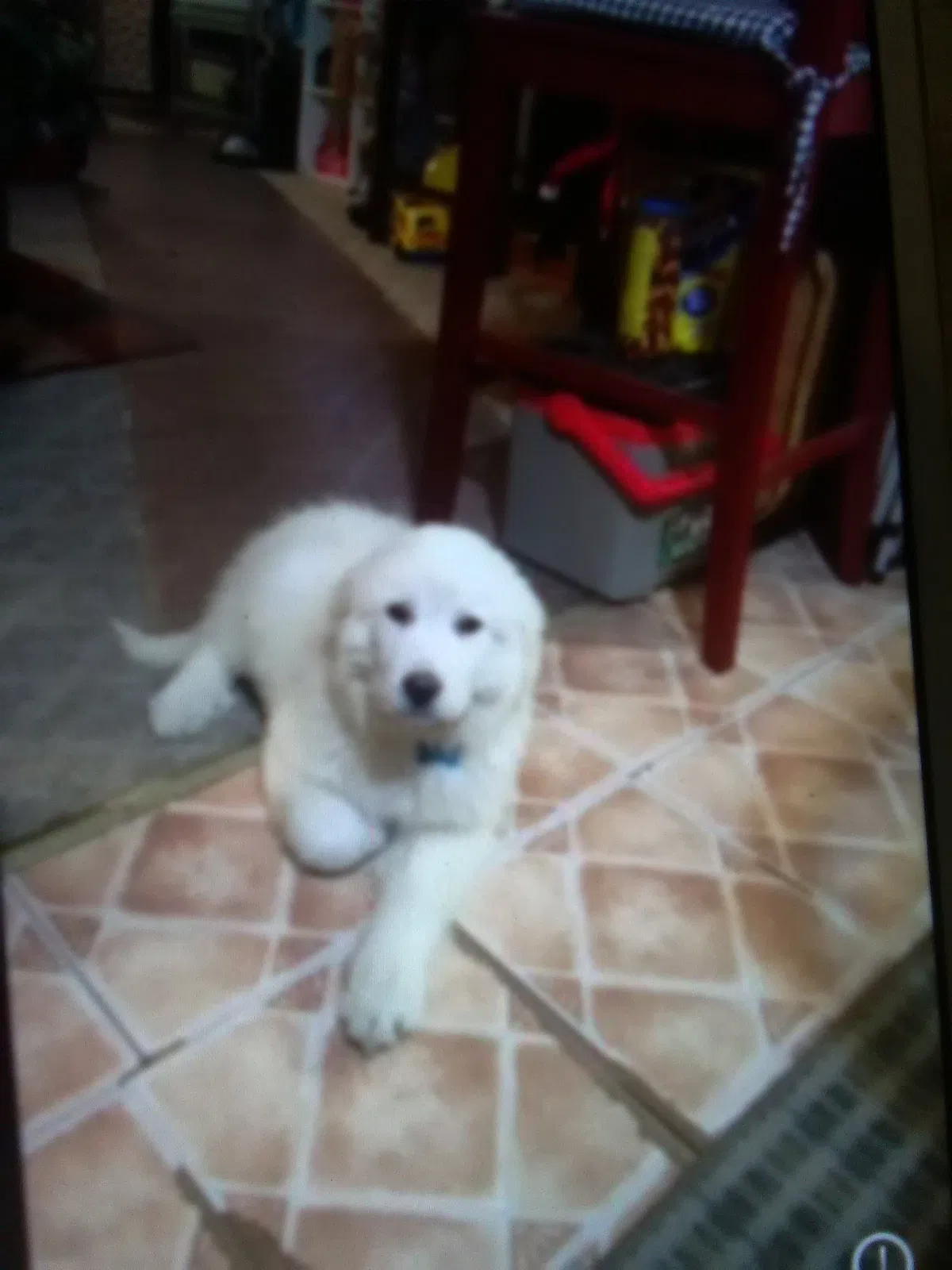 Lost dog in East Saint Louis, IL, 62207