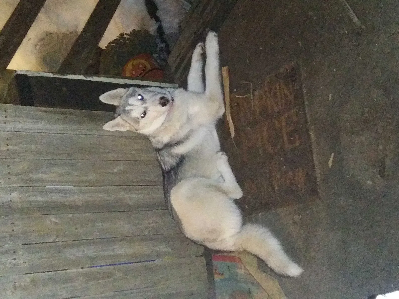 Lost dog in Cross Fork, PA, 17729