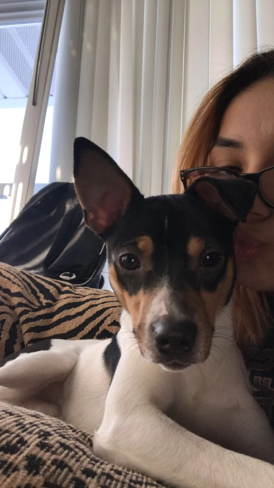 Lost dog in Kenosha, WI, 53142