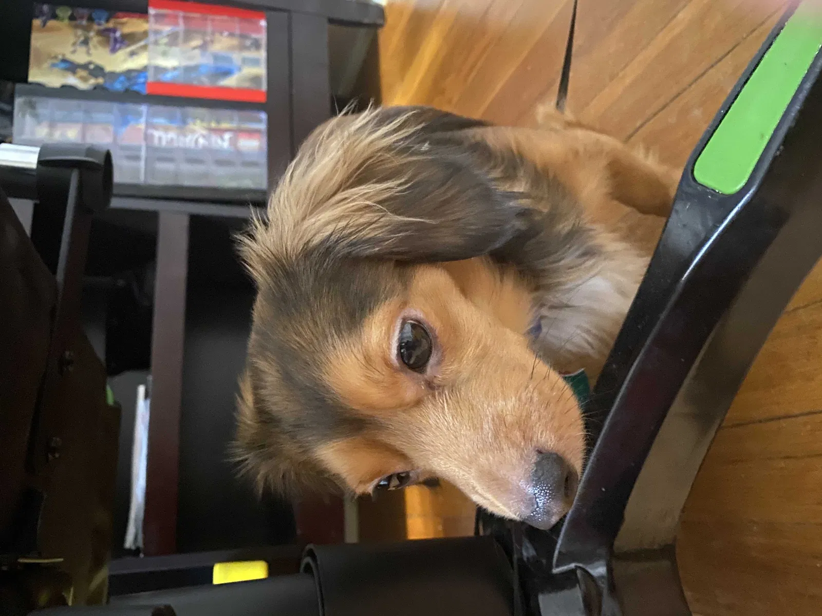 Lost dog in Riverdale, MD, 20737