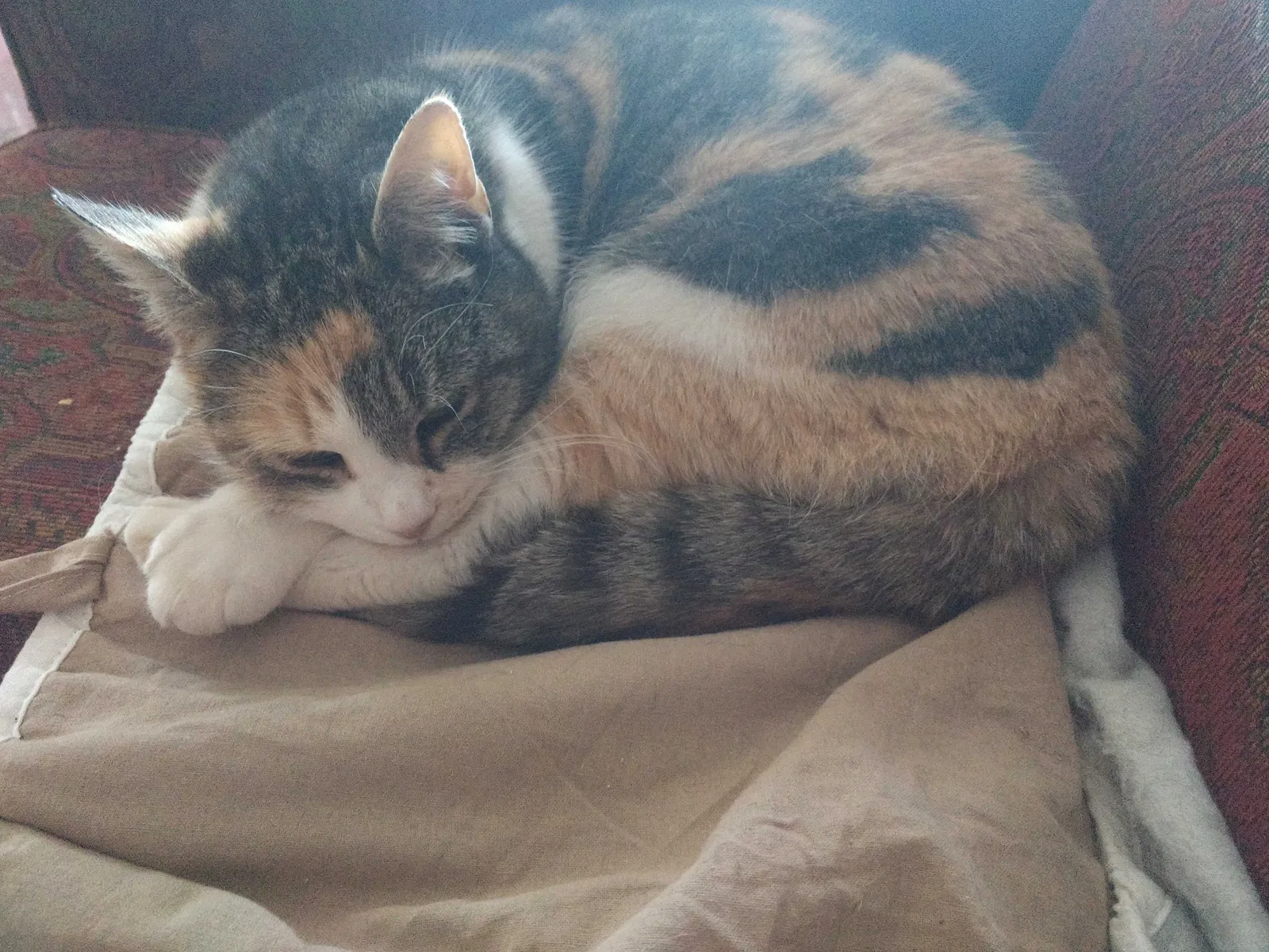 Found cat in Baltimore, MD, 21212