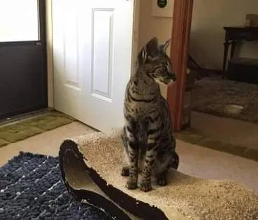 Lost cat in Oklahoma City, OK, 73115