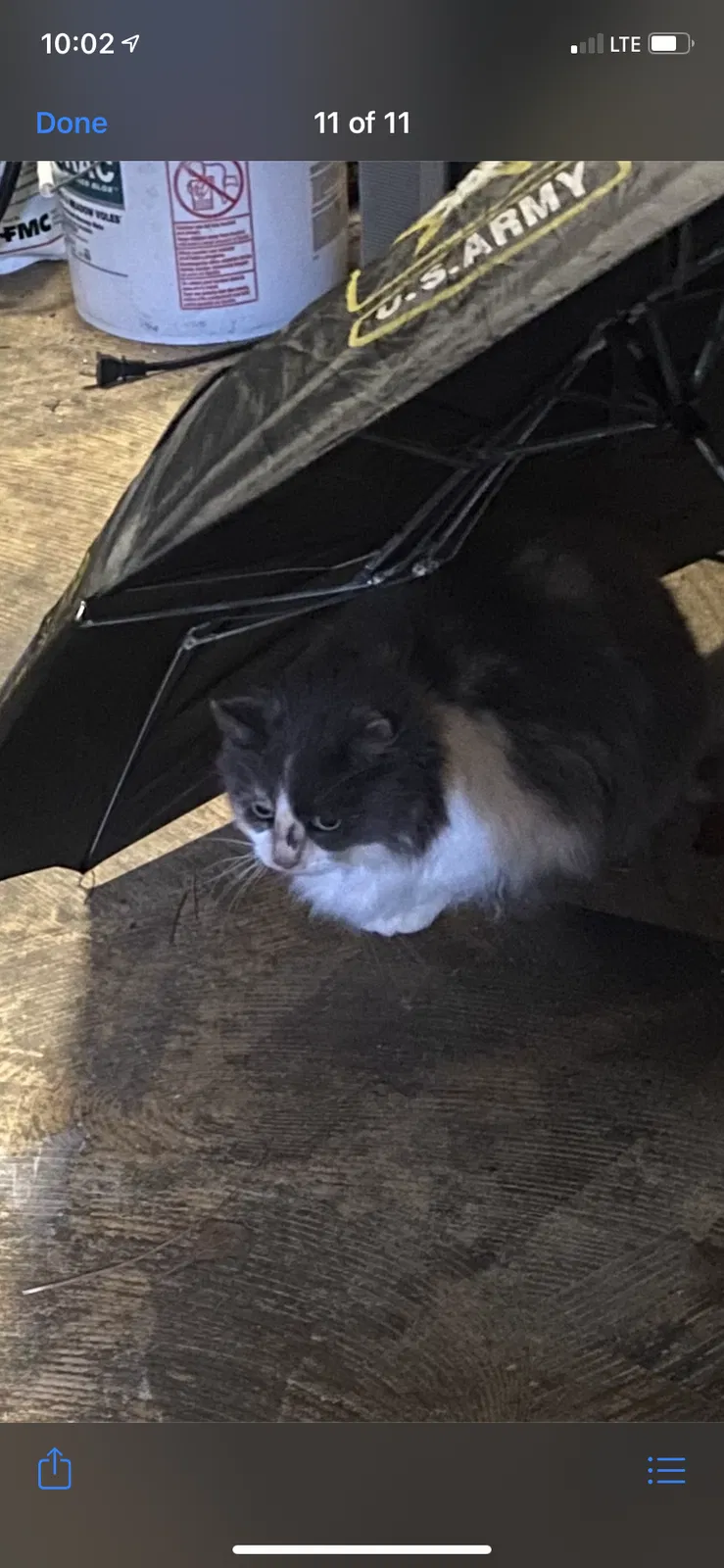 Lost cat in Chapin, SC, 29036