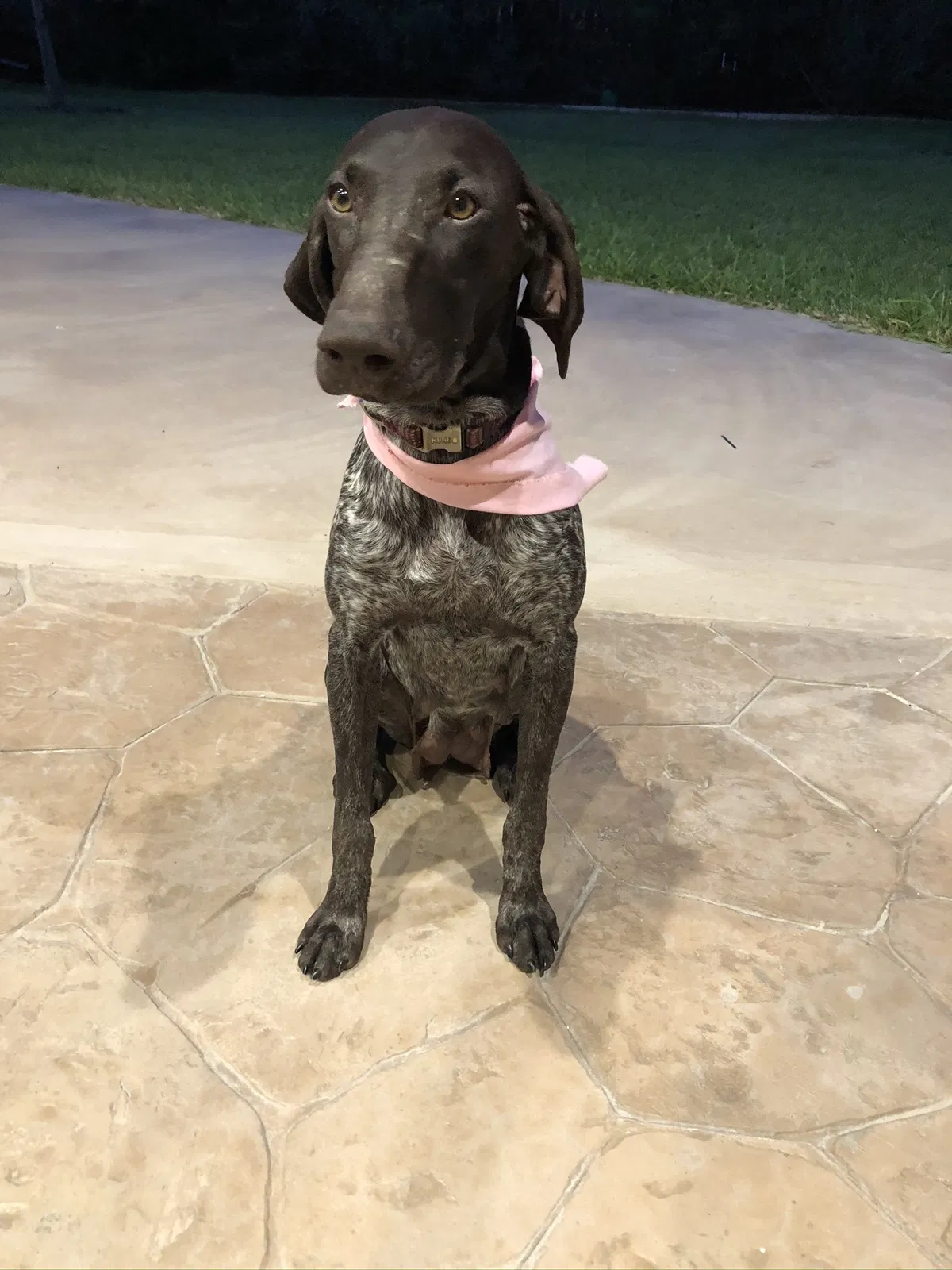 Lost dog in San Benito, TX, 78586