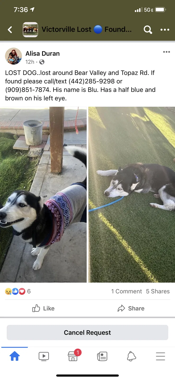 Lost dog in Victorville, CA, 92392