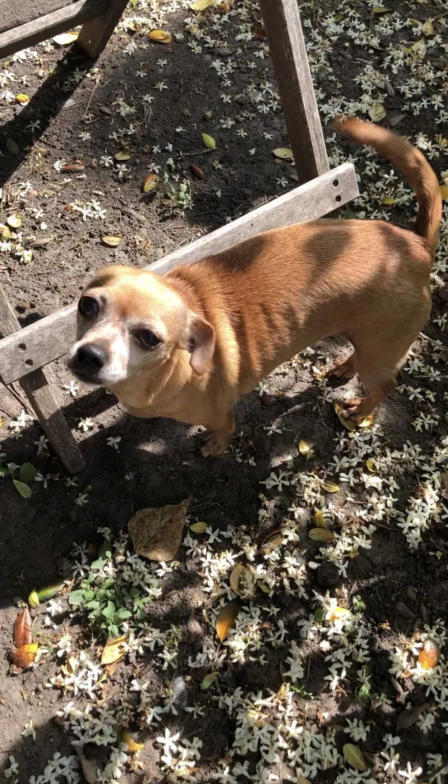 Lost dog in Sugar Land, TX, 77498
