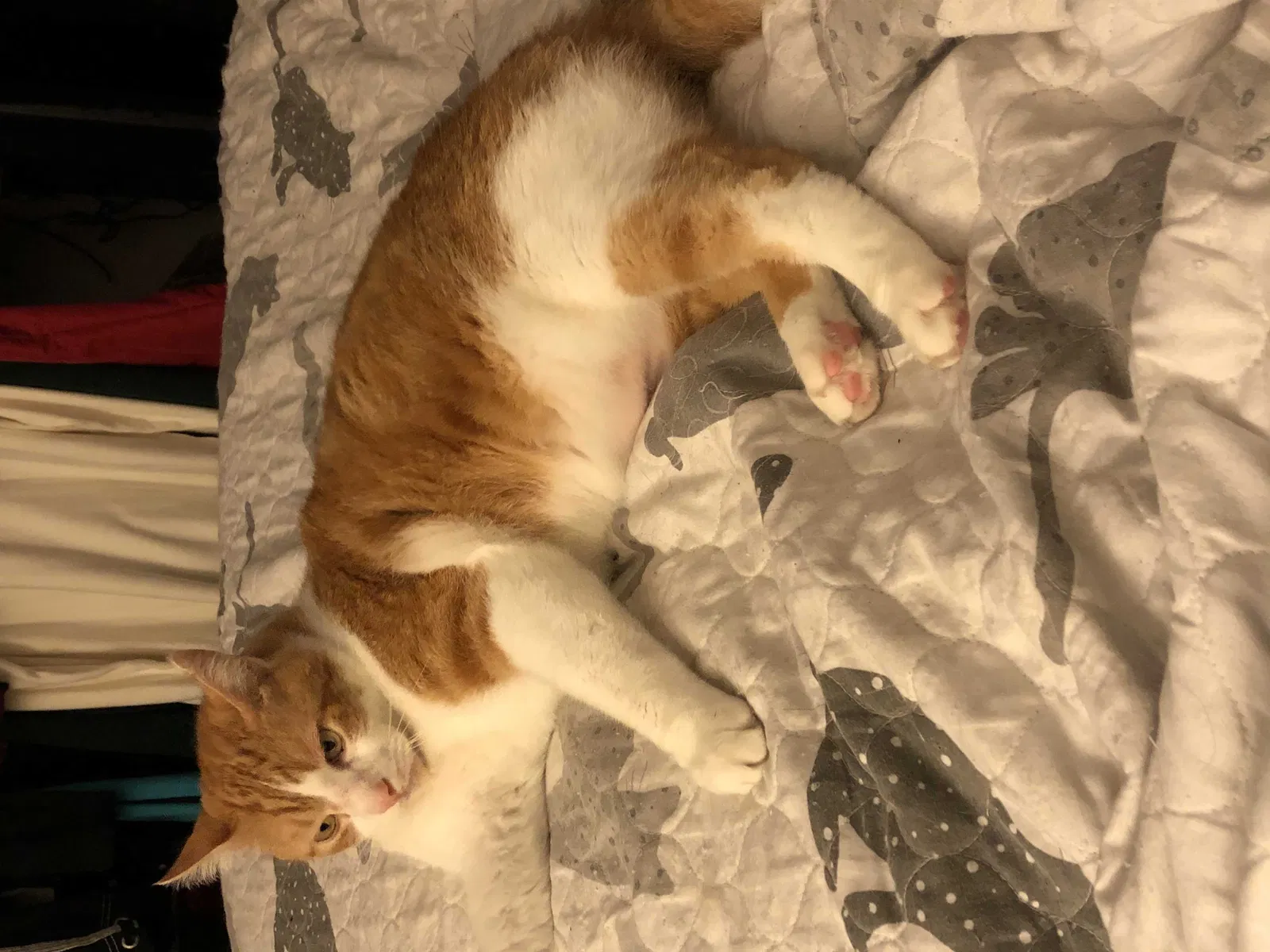 Lost cat in Mc Ewen, TN, 37101