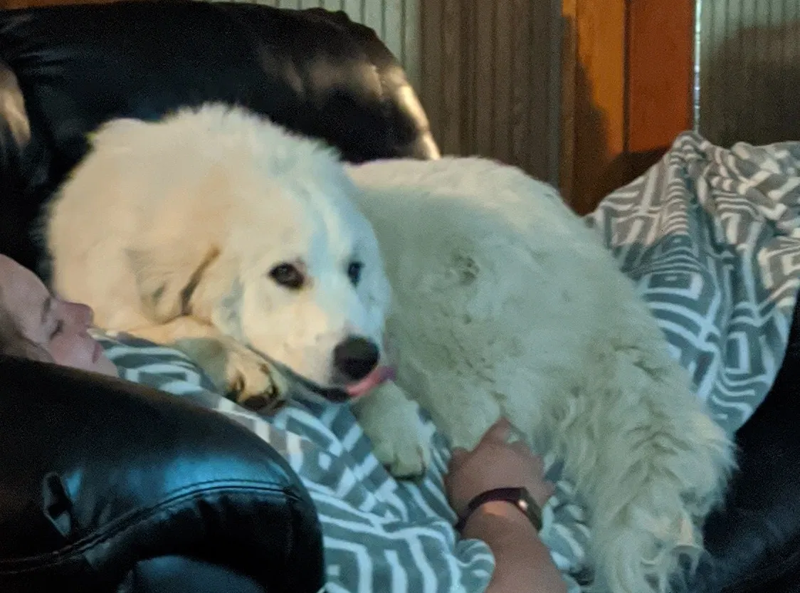 Lost dog in Hillsboro, WI, 54634