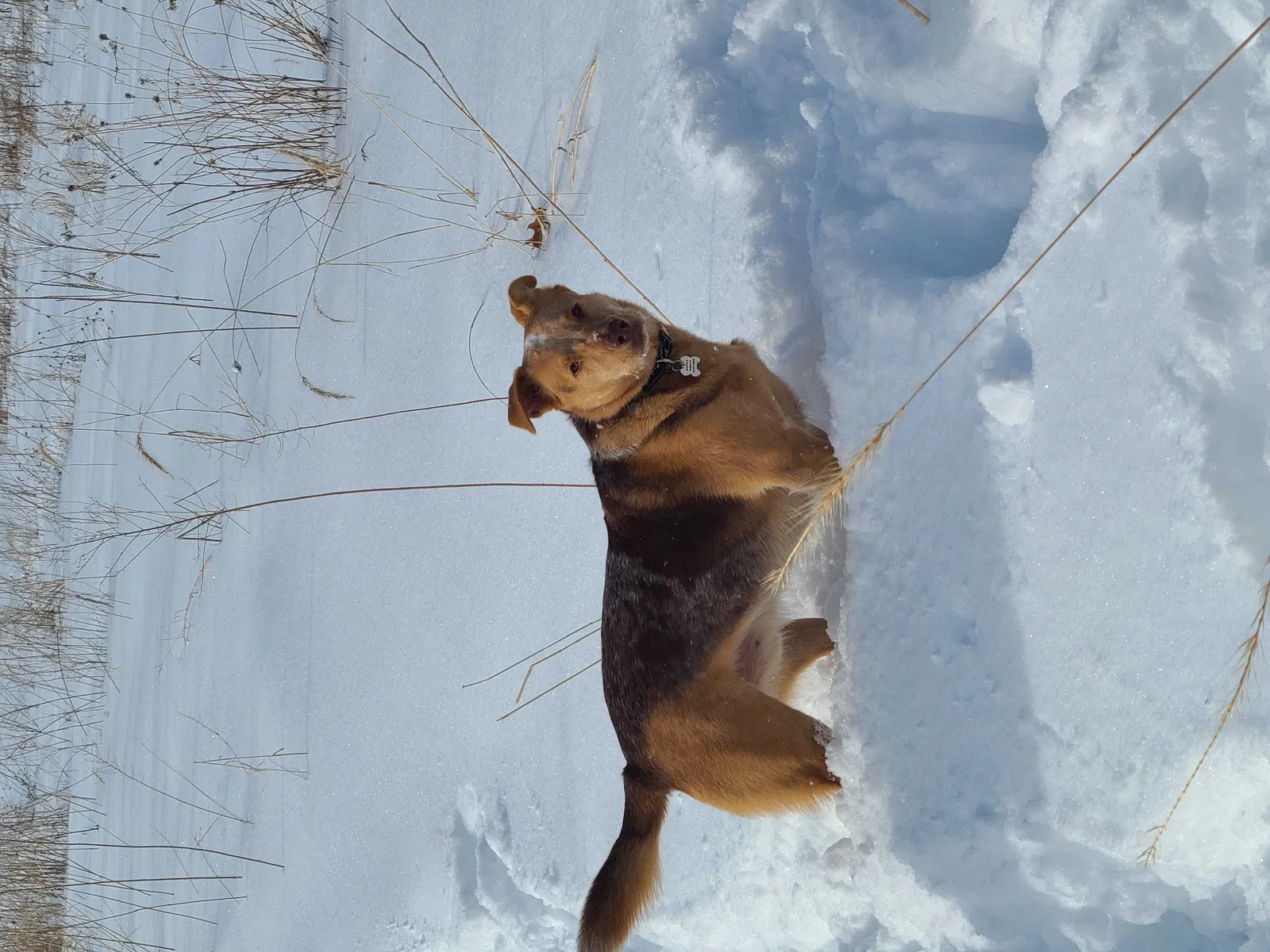 Lost dog in Brodhead, WI, 53520