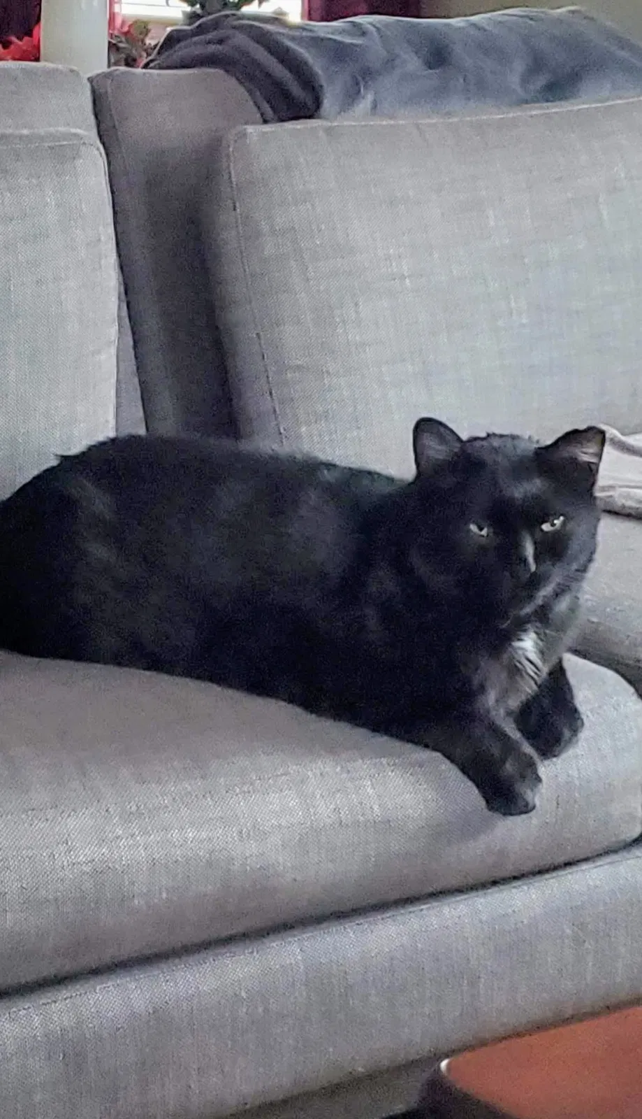 Lost cat in Columbus, OH, 43230