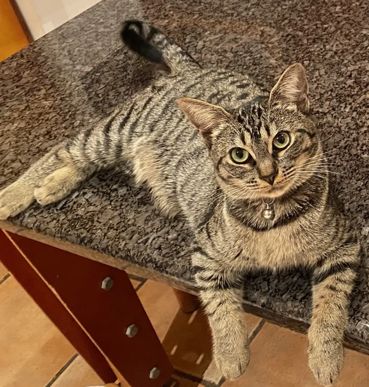 Lost cat in Los Angeles, CA, 90065