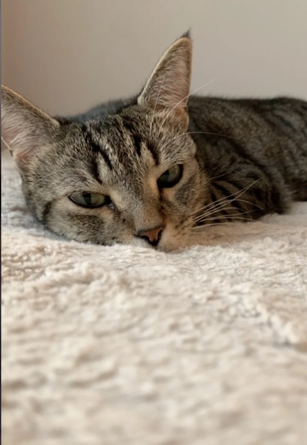 Lost cat in Port Saint Lucie, FL, 34987