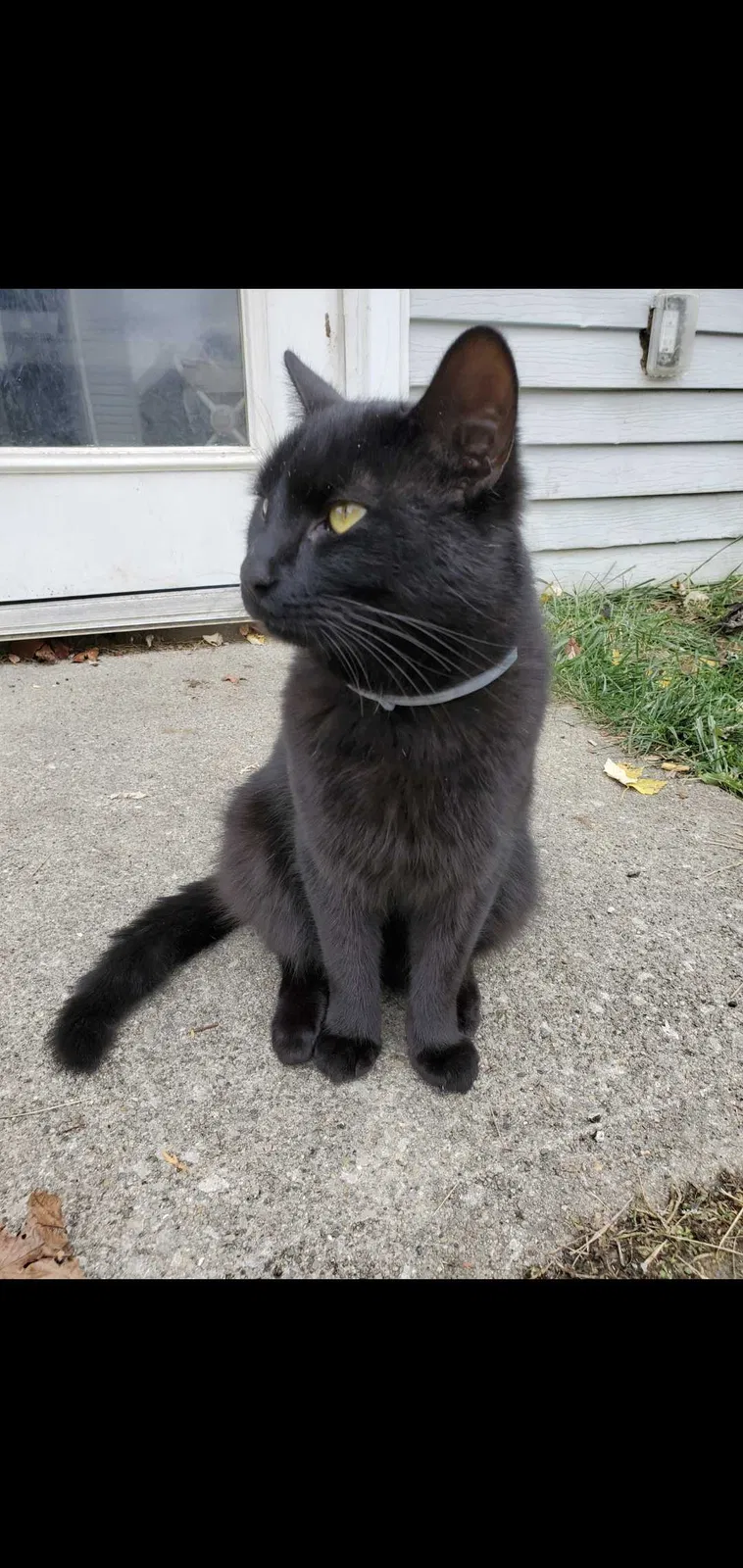 Lost cat in Grove City, OH, 43123