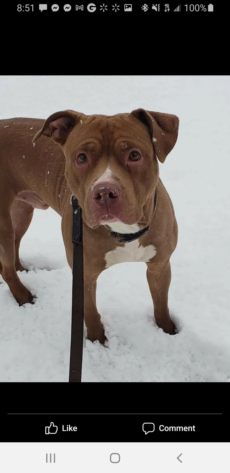 Lost dog in Chicago, IL, 60636