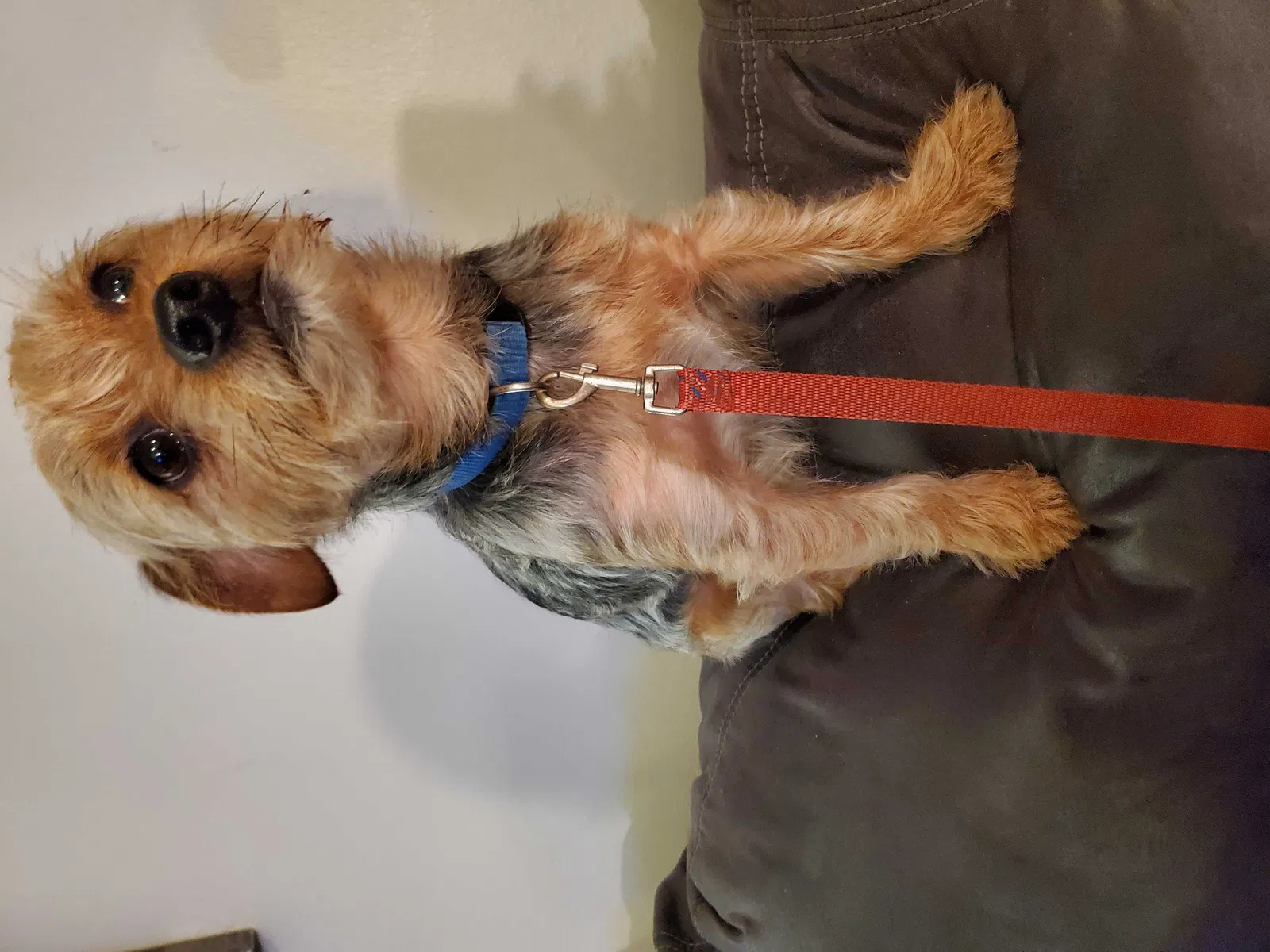 Lost dog in Bronx, NY, 10467