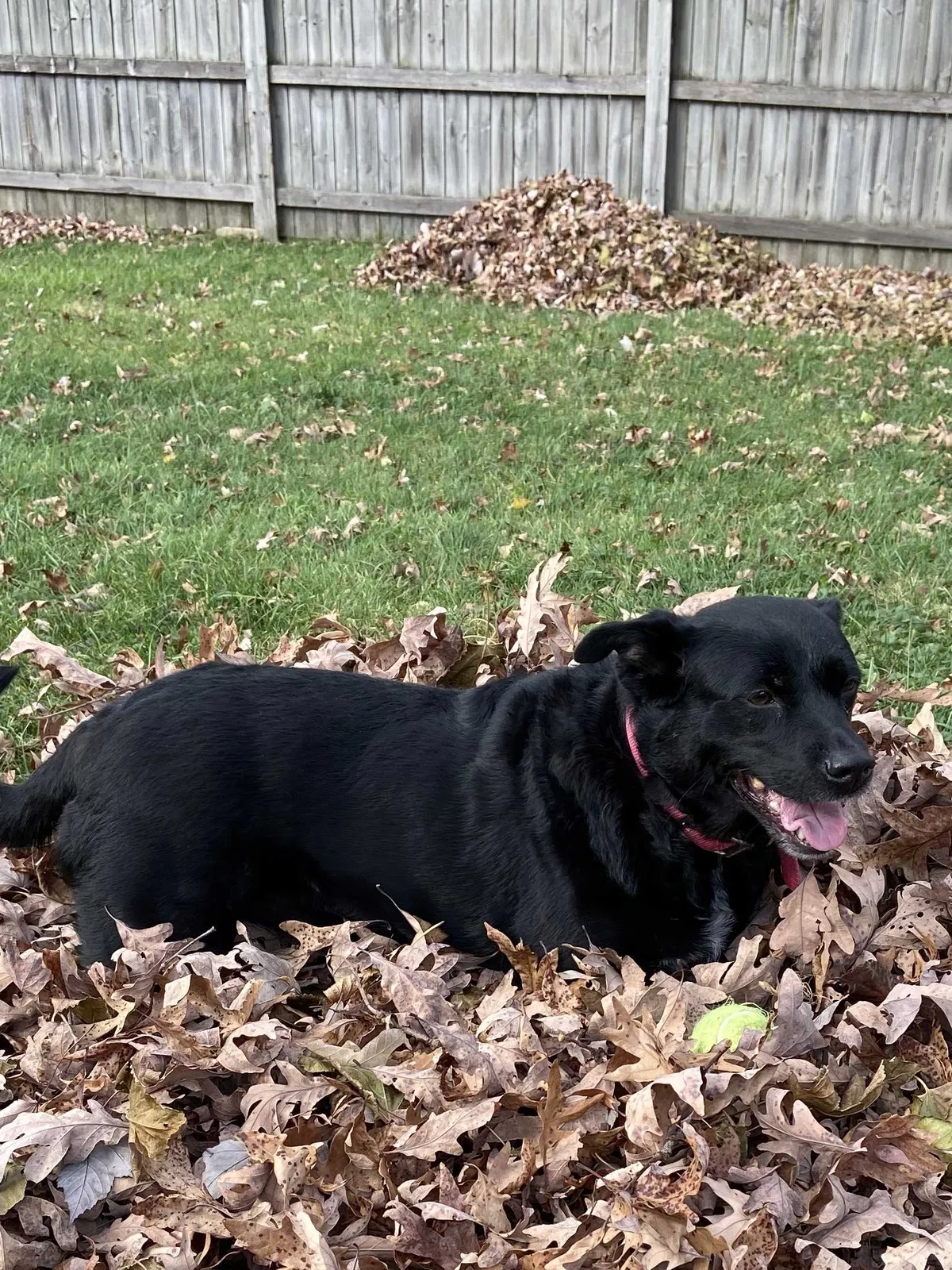 Lost dog in Lockport, IL, 60441