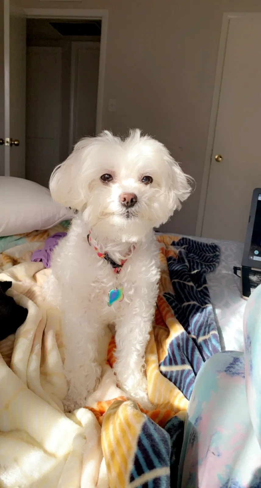 Lost dog in Phoenix, AZ, 85033