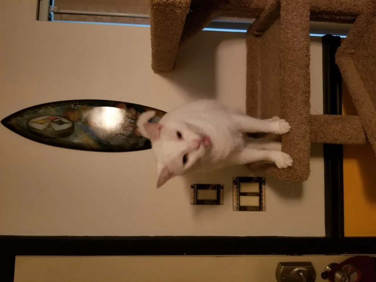 Lost cat in Grand Island, FL, 32735
