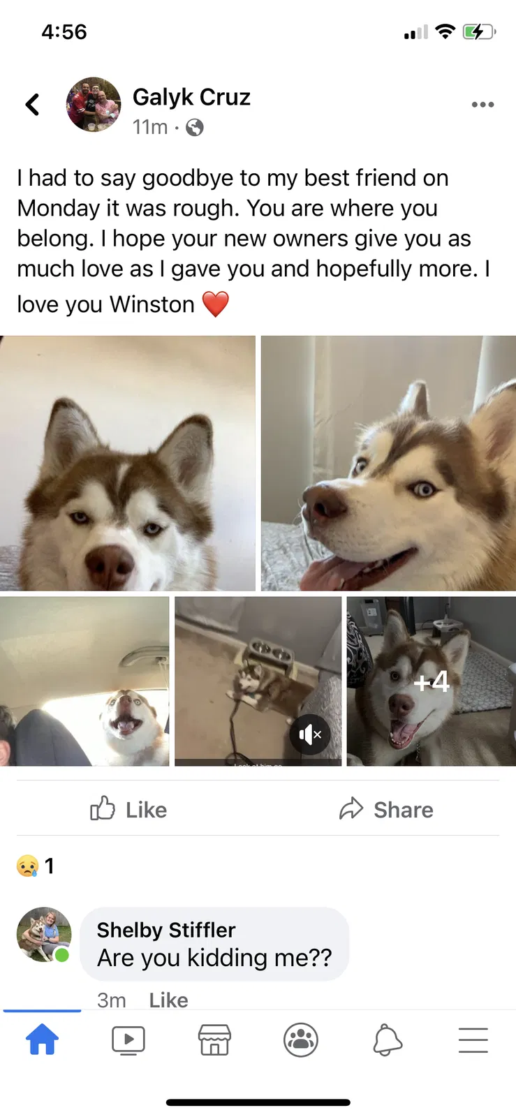 Lost dog in Jackson, OH, 45640