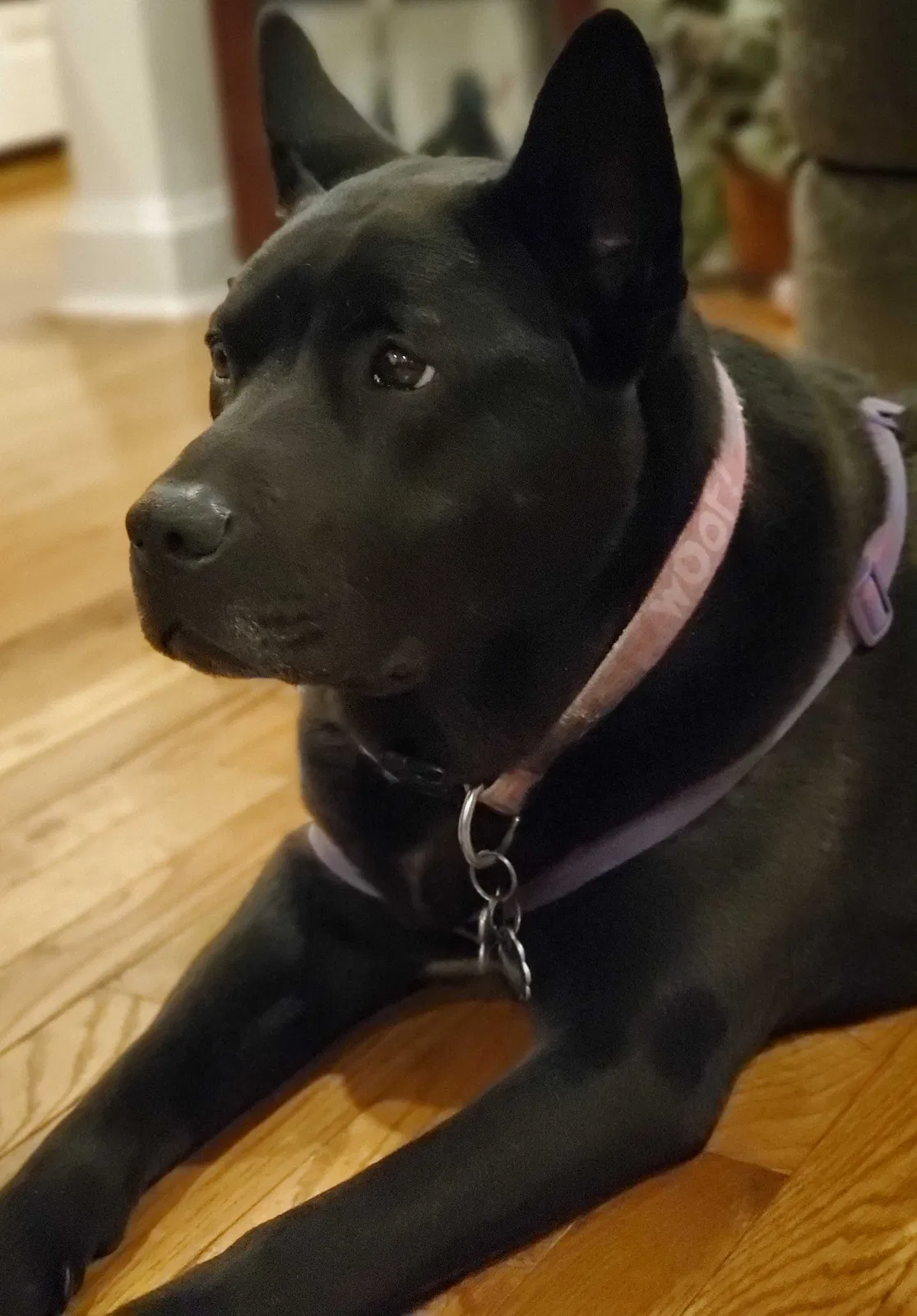 Lost dog in Hyattsville, MD, 20781