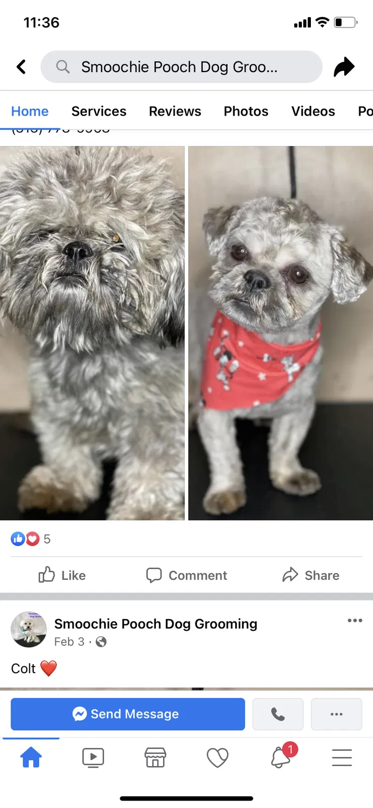 Lost dog in Detroit, MI, 48205