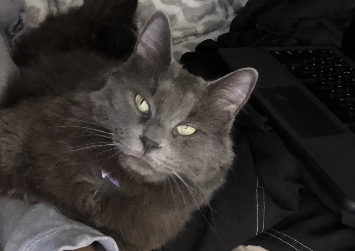 Lost cat in Mesa, AZ, 85208