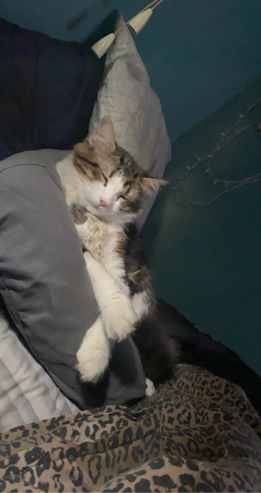 Lost cat in Clewiston, FL, 33440