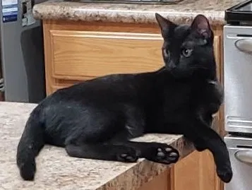 Lost cat in Casa Grande, AZ, 85122