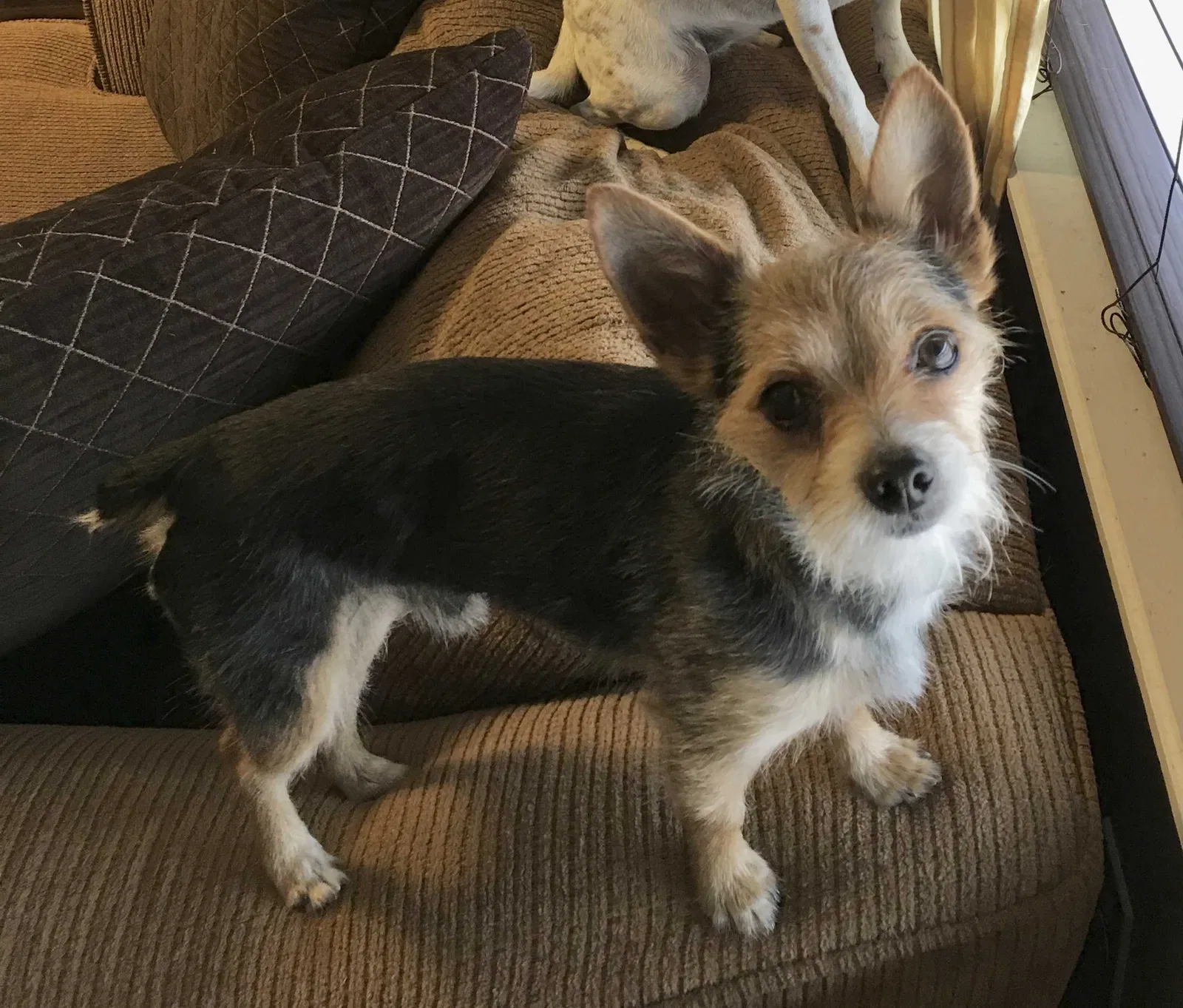 Lost dog in Oklahoma City, OK, 73107